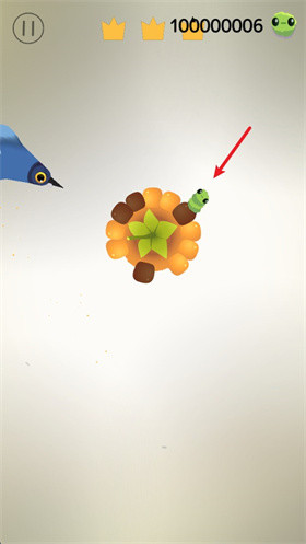 pigeonpop疯狂的鸽子