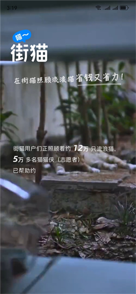 哈啰街猫