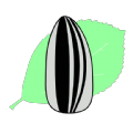 瓜籽影视APP