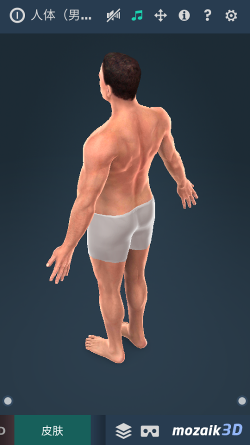 Humanbodymale软件截图1