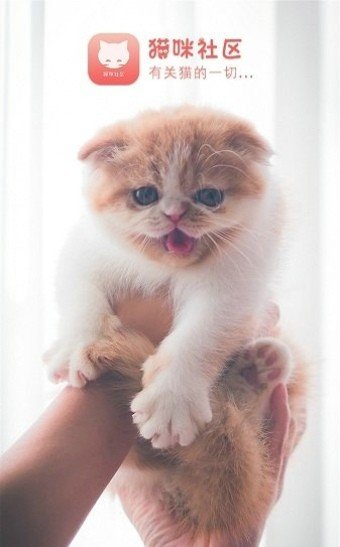 猫咪社区App安卓手机版截图1