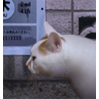 翌日猫之怪奇谭官方版
