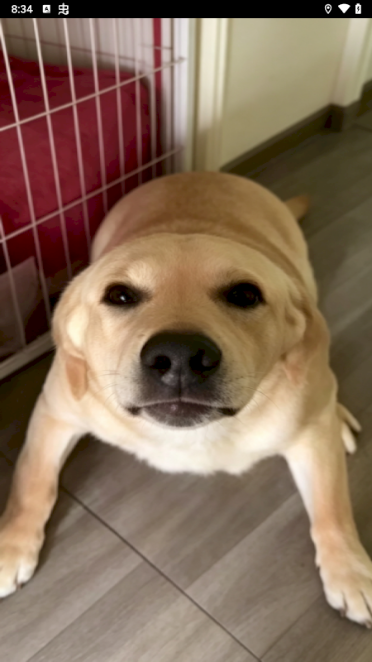 点击屏幕触发狗叫